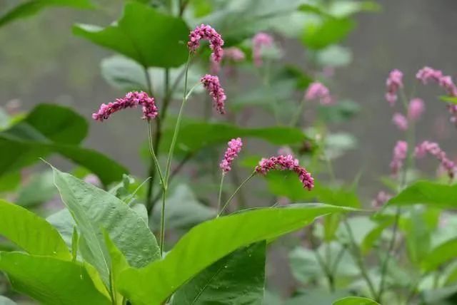 常被农民割来喂牛的野草市面价格卖25一斤水蓼作用不小