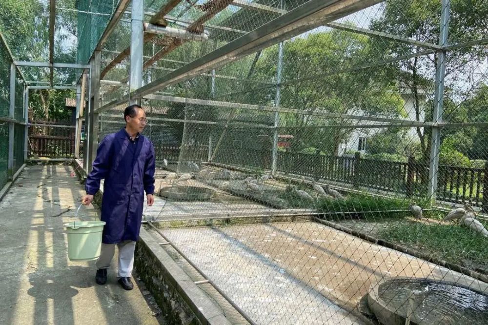 最美林业人候选人邱国强国宝朱鹮的守护者