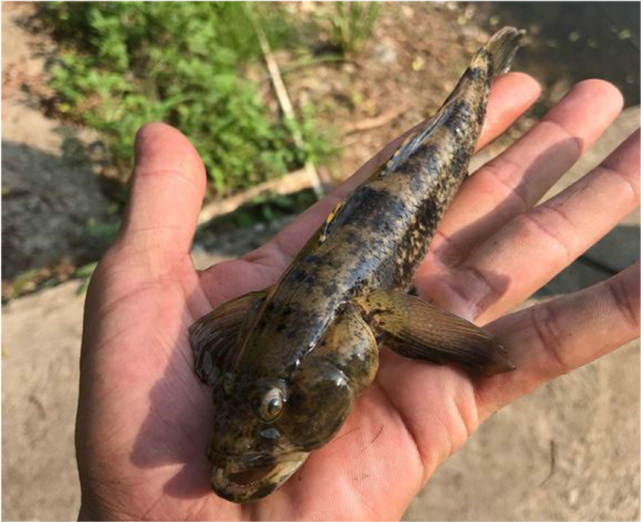 长得怪判得快江苏钓鱼人钓获巨型尖塘鳢该不该放生引发争议