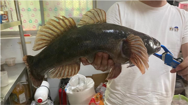 长得怪,判得快!江苏钓鱼人钓获巨型尖塘鳢,该不该放生引发争议