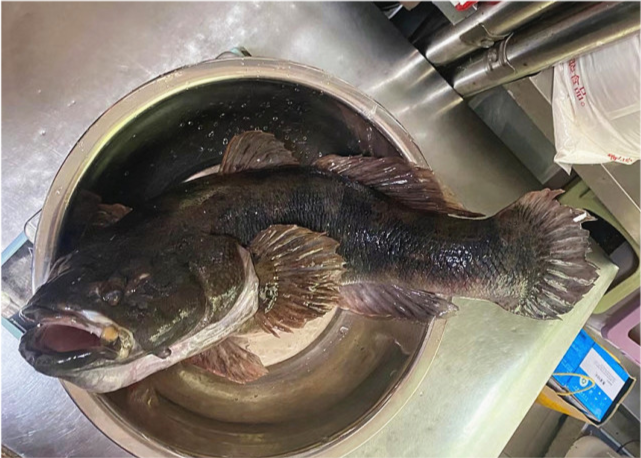 长得怪判得快江苏钓鱼人钓获巨型尖塘鳢该不该放生引发争议