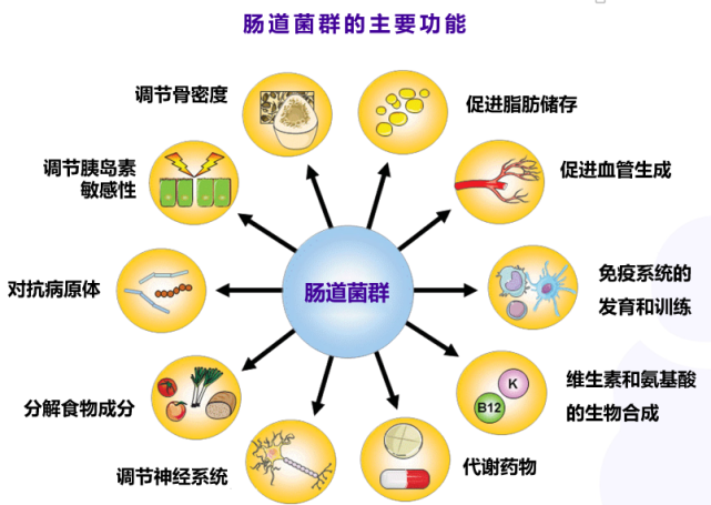 向阳:肠道菌群——阿尔茨海默病研究与治疗的新方向