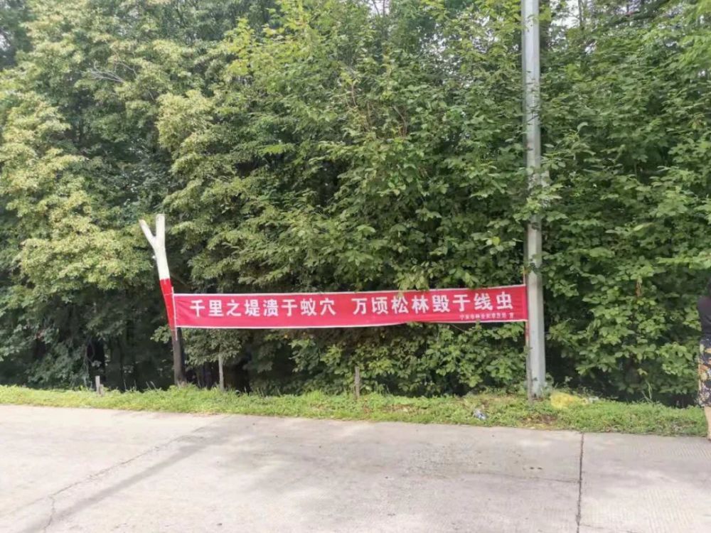 黑龙江林业报林区各地全面推动防止松材线虫病入侵各显其能