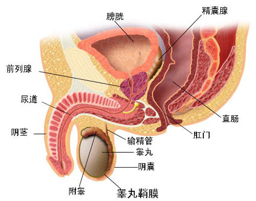 新进展 干细胞疗法干预前列腺炎的临床案例 腾讯新闻