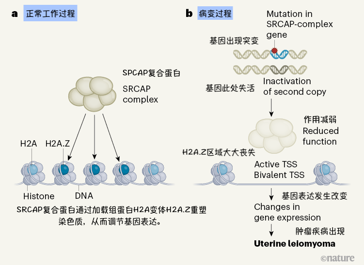 子宫与绝育 女性健康 的囚徒等待着出口 腾讯新闻