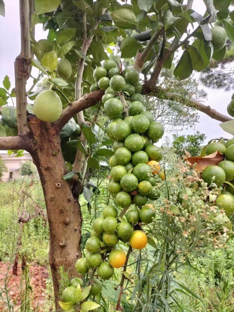 丰收的喜悦夏桔挂满枝头