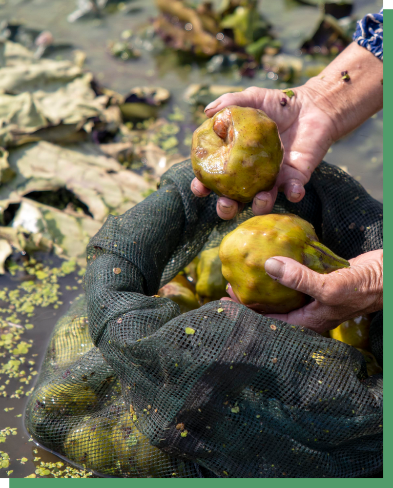 藕,菱角,鸡头米,南方消夏三部曲