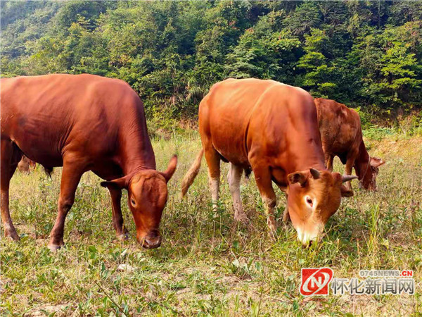 新晃:青山處處見黃牛