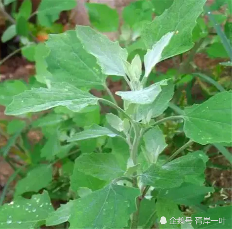 掃帚菜(地膚草),吃過炒掃帚菜.徐徐菜,一般是餵豬的草,水燙了後,涼調.