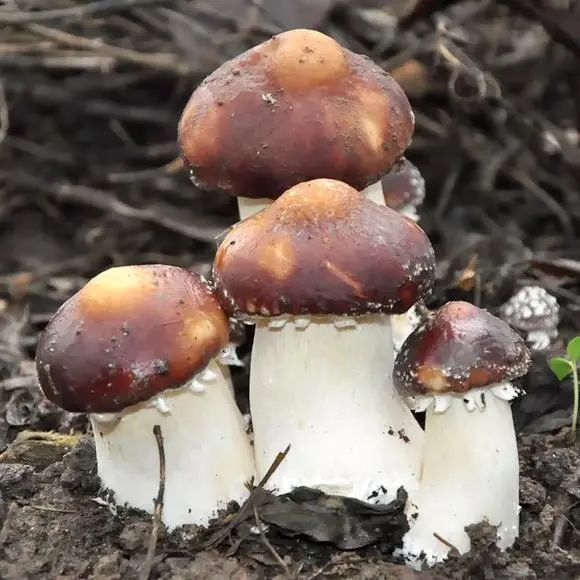 织金县后寨乡:小小赤松茸 撑起群众致富伞|赤松茸