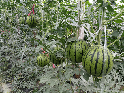 江苏省瓜类自主创新优势品种富民典型|苏梦6号