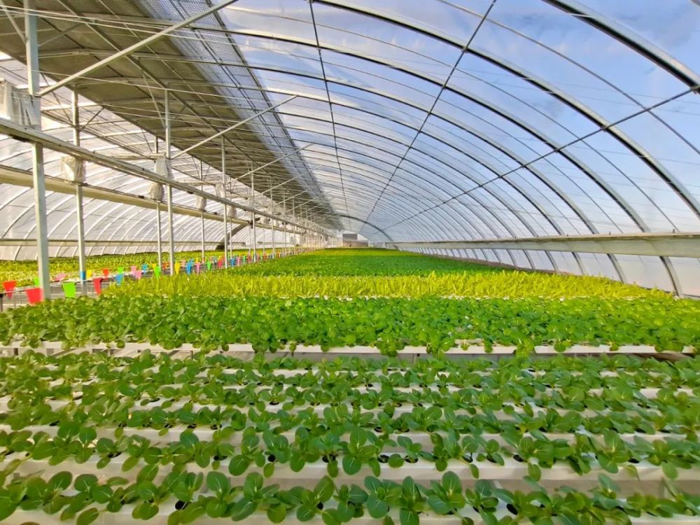 廊坊市:打造都市高效现代农业