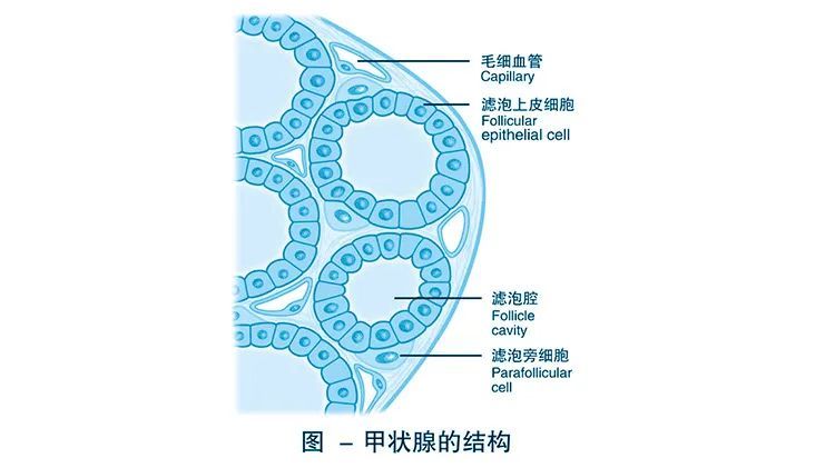 滤泡是单层上皮细胞围成的囊状结构,是甲状腺的分泌单位.