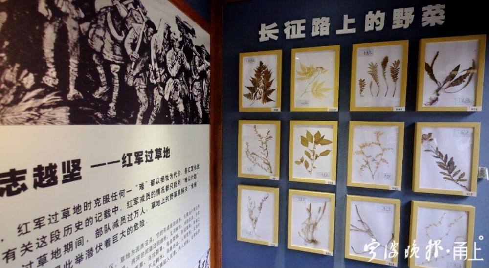 长征路上的野菜,不仅让人了解长征的艰辛,还能学到关于野菜的相关知识