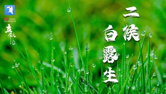 啄木鸟海报|凉风至 白露生 寒蝉鸣|立秋|贴秋膘