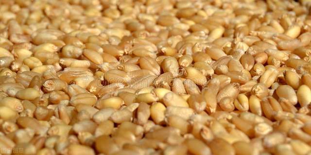 米面遭热抢,稻麦价格要涨?玉米继续大涨,8月粮价将"变天"?