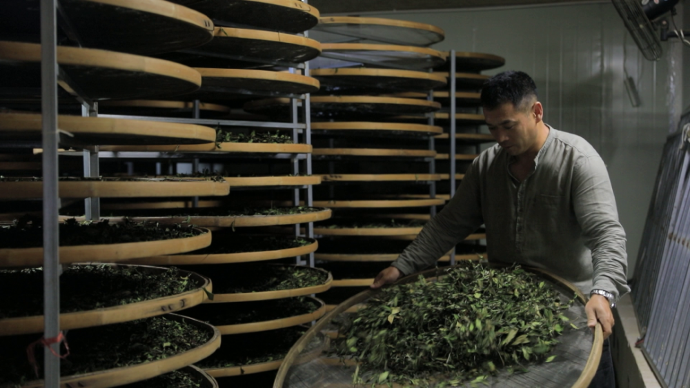 福鼎出白茶当属张钦部新鲜出炉的五星制茶师