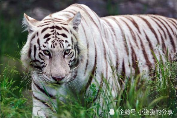 生肖虎名字里有下面几个特征的必定一生大富大贵