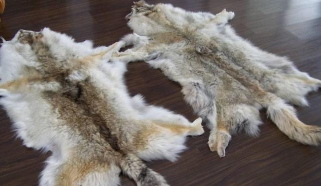 女子拿家传狼皮鉴宝专家看后情绪失控称我拒绝鉴定和估价