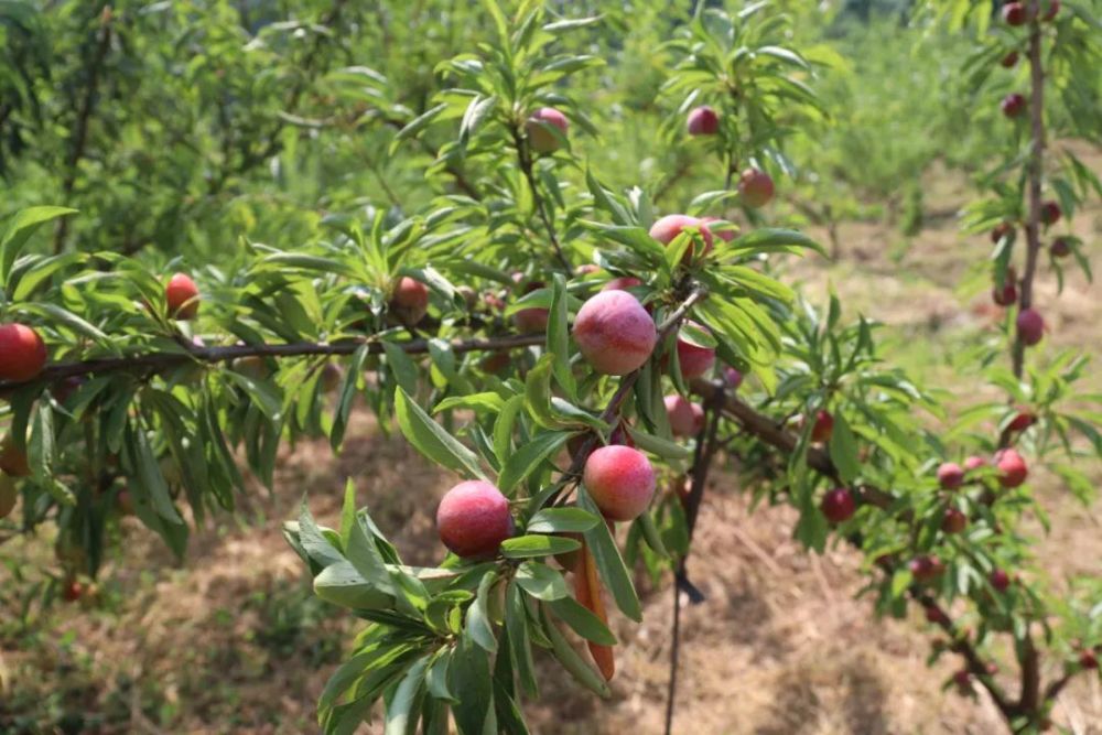 嘎嘣脆甜息烽石硐镇的李子成熟了