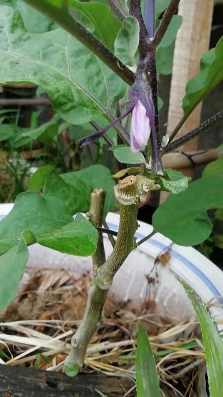 立秋了!茄子地做好3点管理措施,秋茄子你摘不完_腾讯新闻