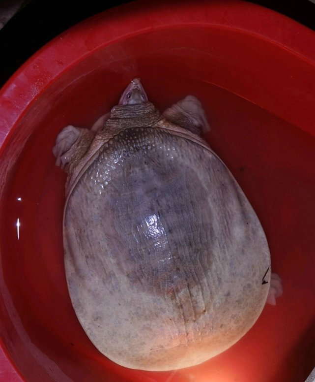 山东男子黄河钓起18斤"白色甲鱼",有人称甲鱼活了500年就变白