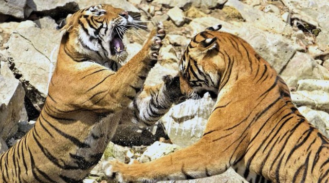 什么情况下"一山能容二虎"?