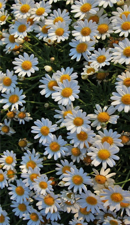 ins风小雏菊手机壁纸好看的关于小雏菊的手机壁纸图片