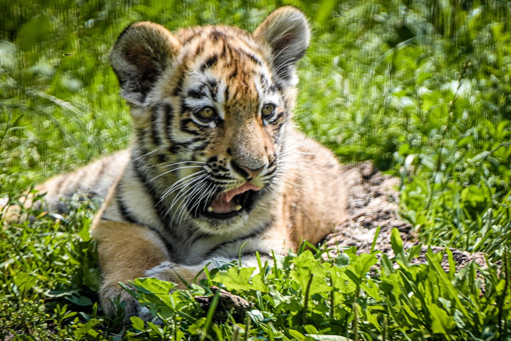 (外代二線)杜伊斯堡動物園的小老虎