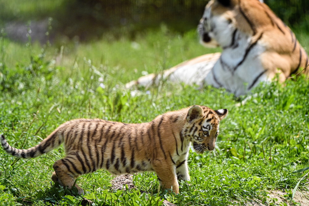 (外代二线)杜伊斯堡动物园的小老虎