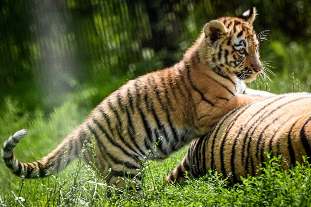 (外代二线)杜伊斯堡动物园的小老虎