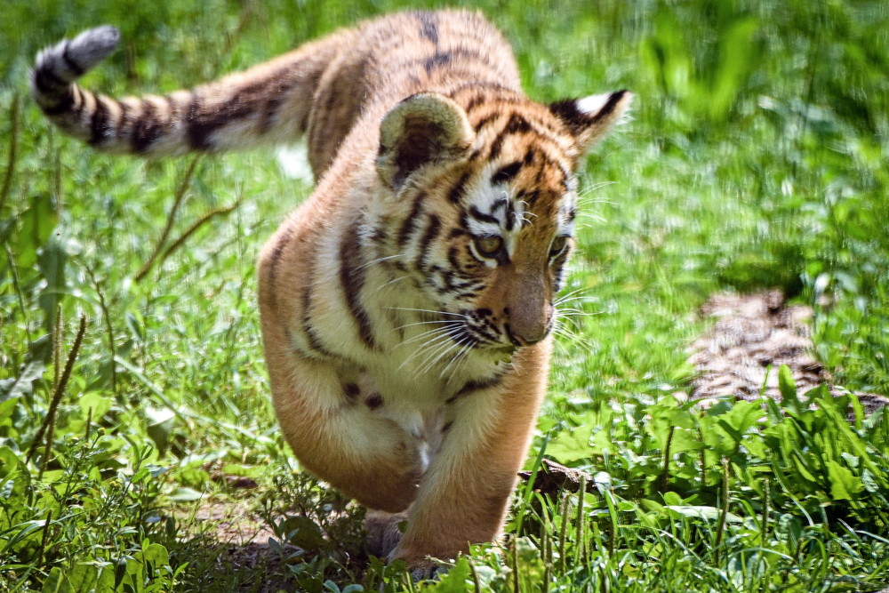 (外代二线)杜伊斯堡动物园的小老虎