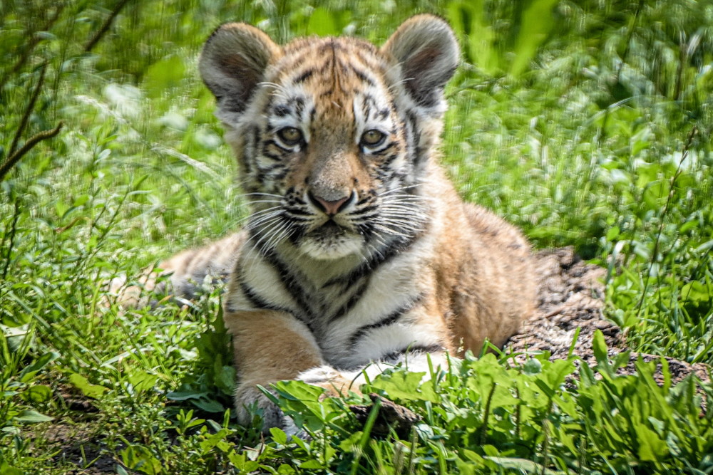 (外代二线)杜伊斯堡动物园的小老虎