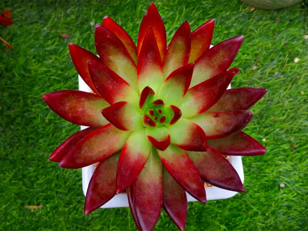 立秋以后肉友们可以扮演王子唤醒沉睡中的多肉睡美人