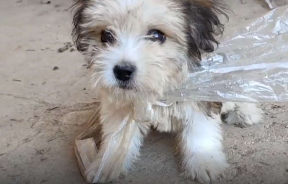 湖北:明明是可爱的宠物狗,却要在垃圾堆中觅食,狗狗:你能带我回去吗?