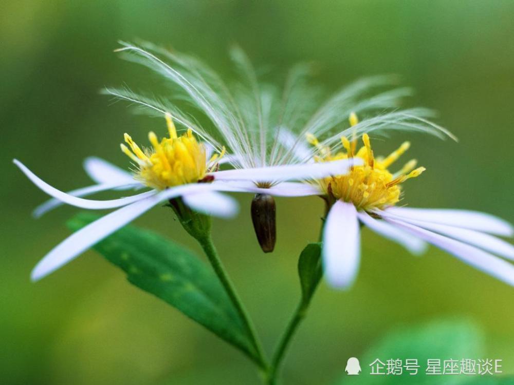 8月8日星座运势 劳逸结合 奋力向前的四大星座 腾讯新闻