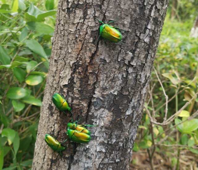 外地男子在云南发现罕见甲虫 虫身绿光闪闪亮丽如同翡翠