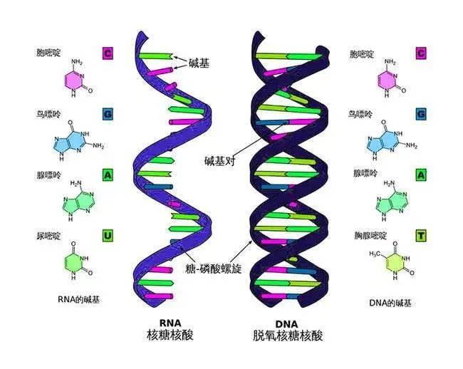 你对没完没了的德尔塔了解多少