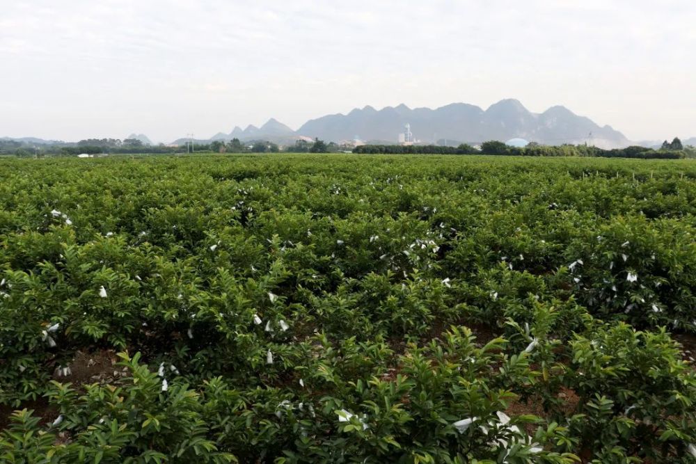 高vc低热量脂肪杀手珍珠芭乐来啦