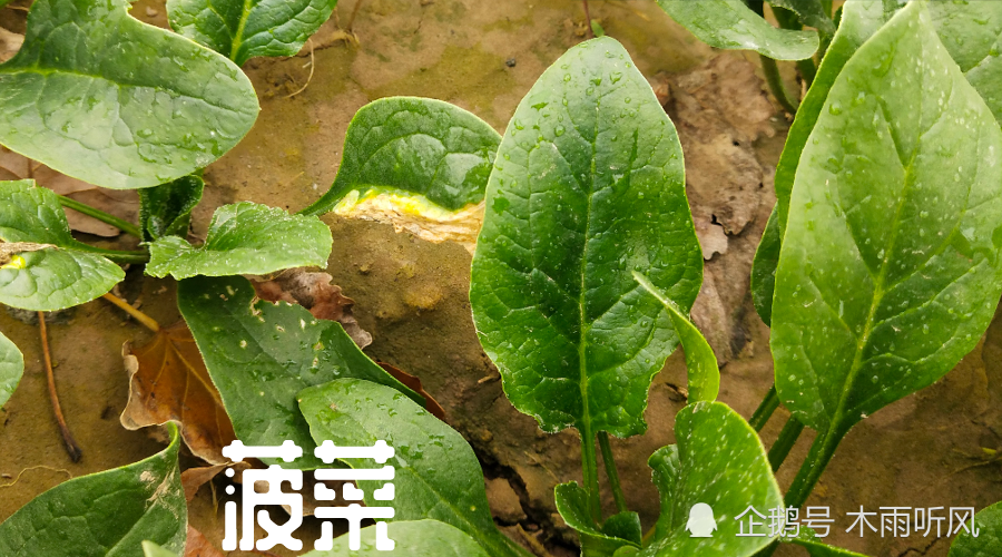 黑麦草怎样种植产量高