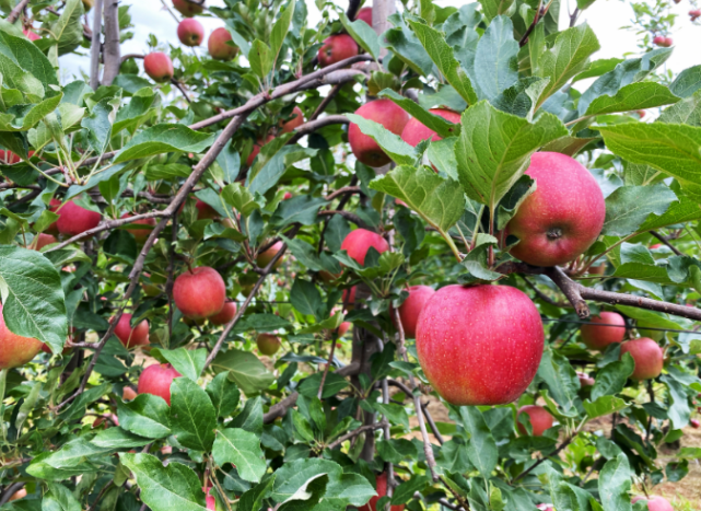 洋苹果"红思尼克",15元/斤创下我国中早熟苹果价格新高