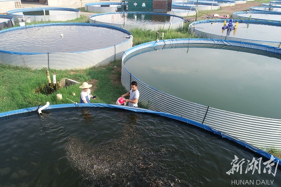 "高密度"养鱼效益倍增_腾讯新闻