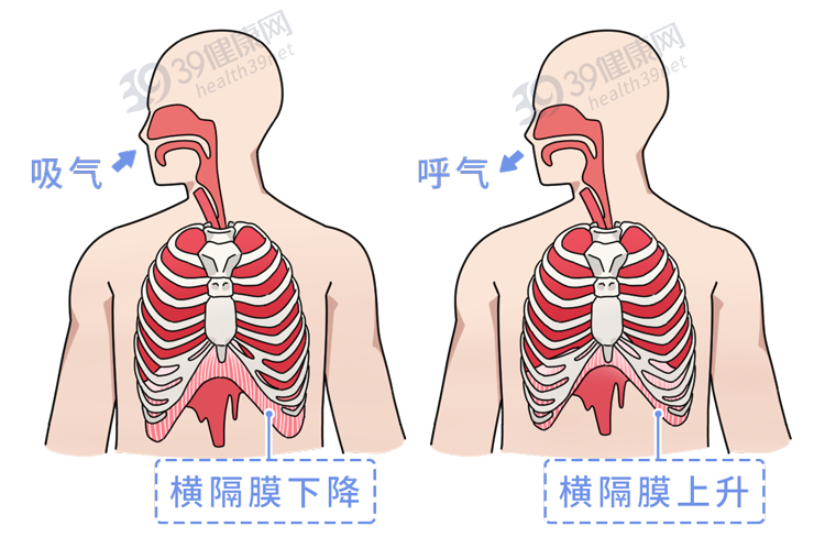 將空氣吸進,擠出肺部它能像氣泵一樣壓縮膨脹多虧肺部下方的橫隔膜