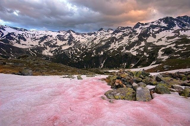 雪藻生活在地球的大陆高山地区或两极区的半永久或终年冰雪中,平均