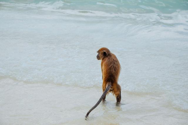 泰国猴子岛没有游客他们简直活成了神仙