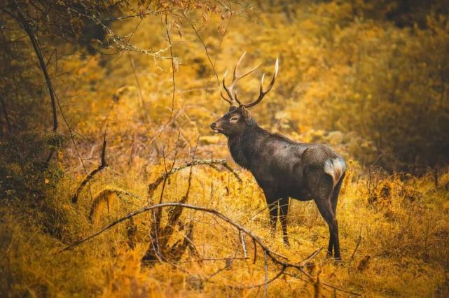 四川男子猎杀水鹿获刑8年,为国家二级保护动物,什么是水鹿?