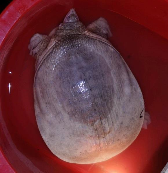 山东一男子钓上黄河鳖全身发白有些不对劲网友还不快放了