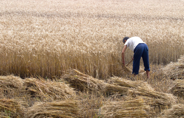 8月小麦,玉米价格狂涨,稻谷拍卖低迷,粮市冰火两重天?