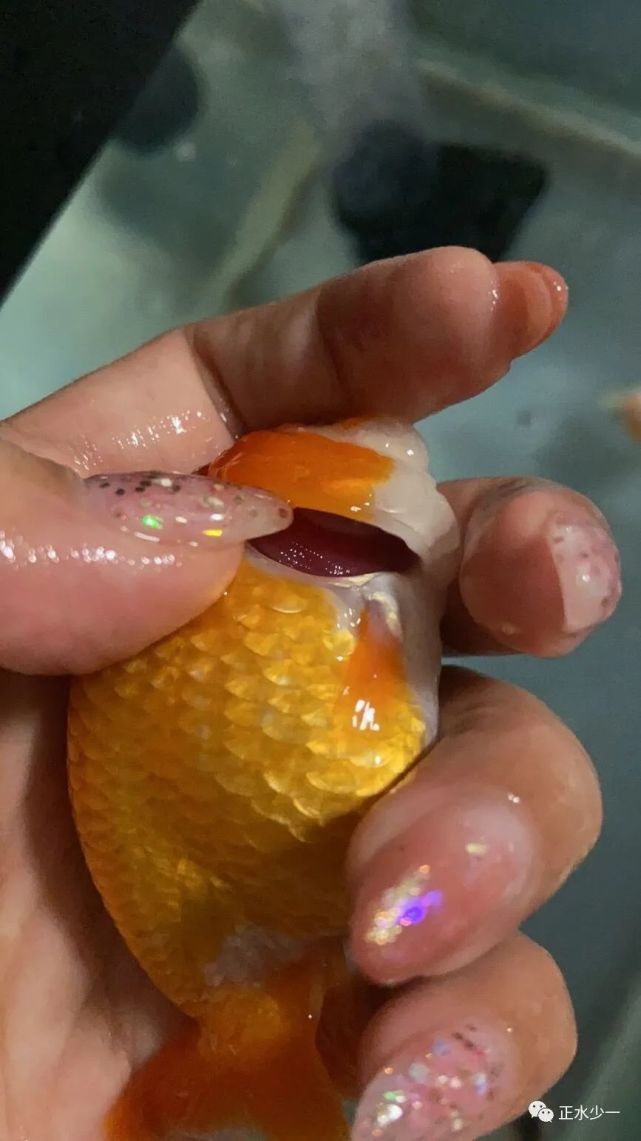 鱼鳃病怎么治疗怎么判断