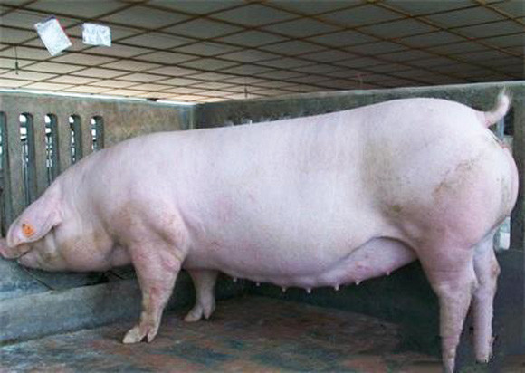 母猪怀孕70天图片图片